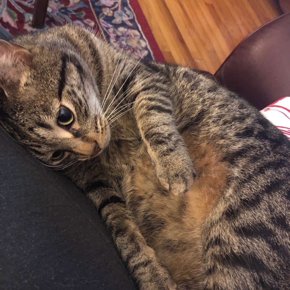 Meet your Posher, Cody